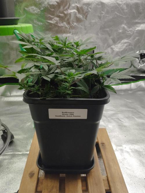 PMK (tester) - Dutch Passion. Week 11