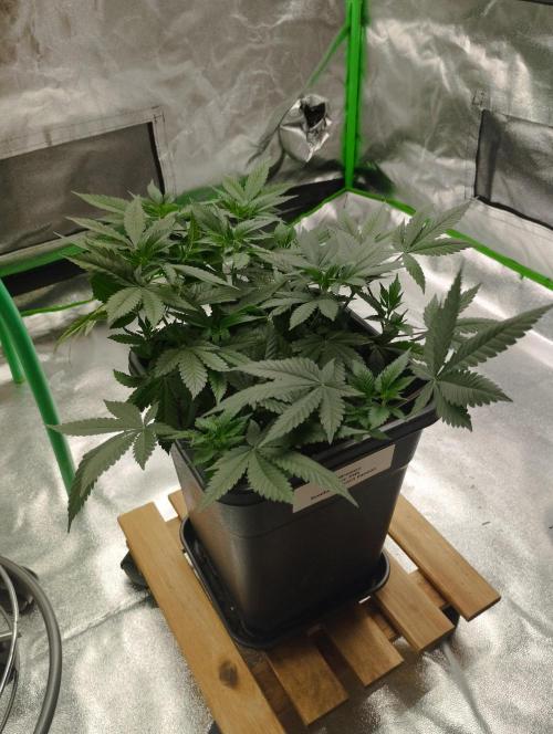PMK (tester) - Dutch Passion. Week 11