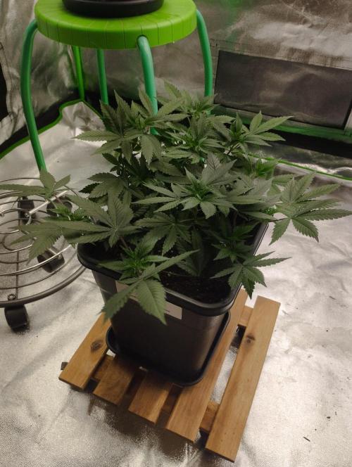 PMK (tester) - Dutch Passion. Week 11