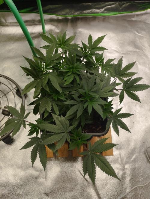 PMK (tester) - Dutch Passion. Week 11