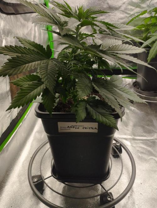 Apple Fritter - Kannabia. Week 7