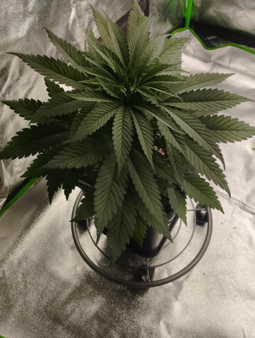 Apple Fritter - Kannabia. Week 7