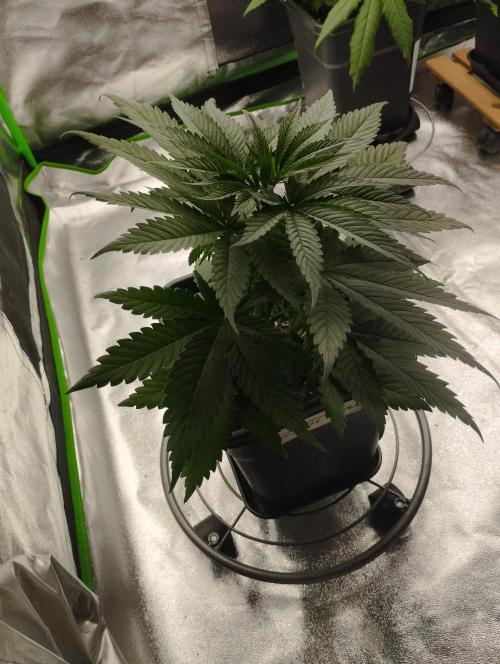Apple Fritter - Kannabia. Week 7