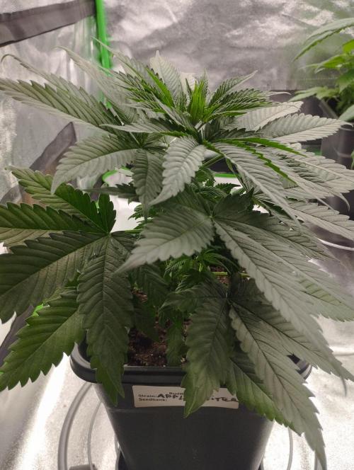 Apple Fritter - Kannabia. Week 7