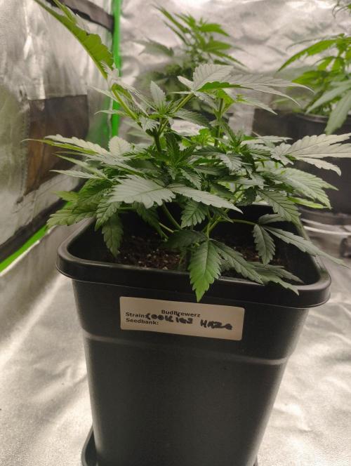 Cookies Haze - Kannabia. Week 7