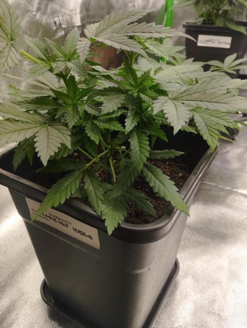 Cookies Haze - Kannabia. Week 7