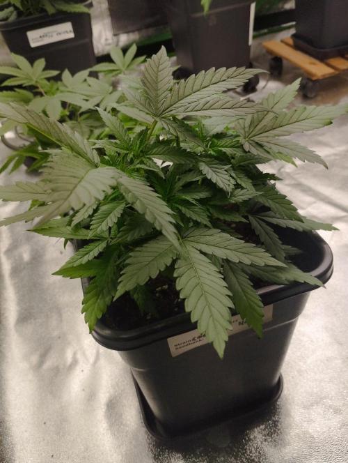 Cookies Haze - Kannabia. Week 7