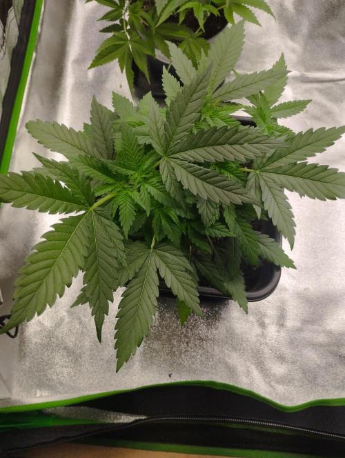 Cookies Haze - Kannabia. Week 7