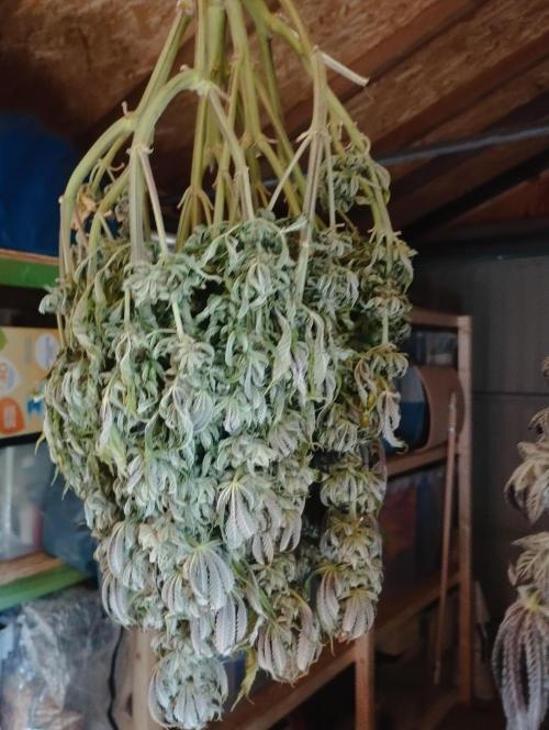 White Widow -Kera Seeds. Week 16
