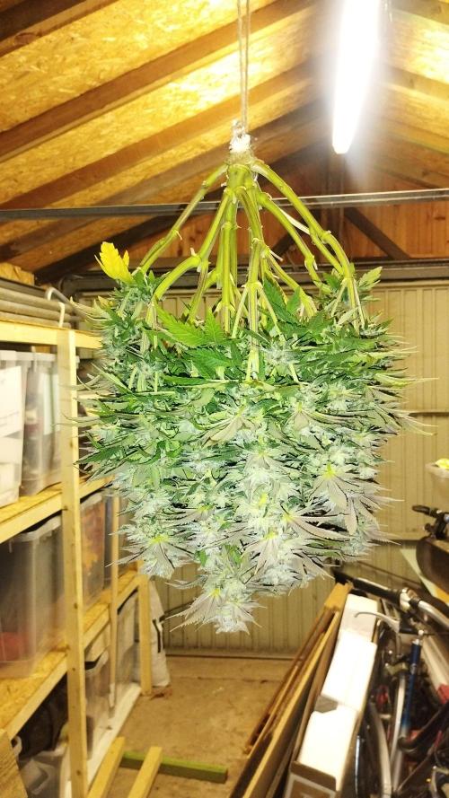 White Widow -Kera Seeds. Week 16