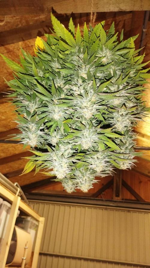 White Widow -Kera Seeds. Week 16