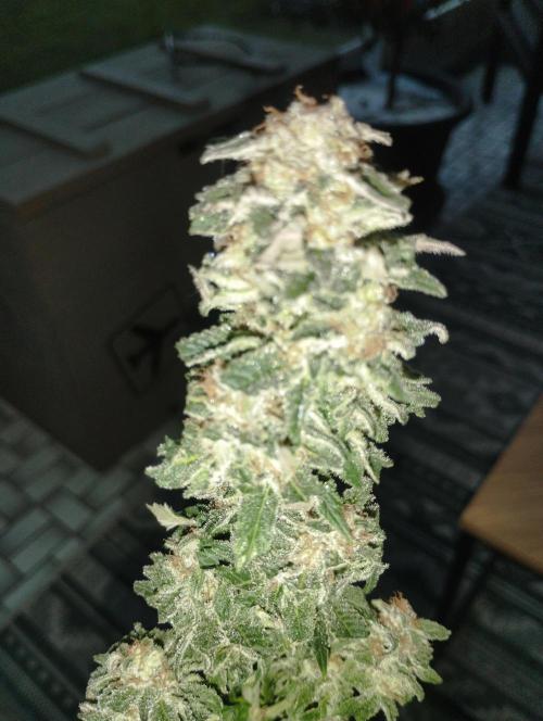 White Widow -Kera Seeds. Week 16