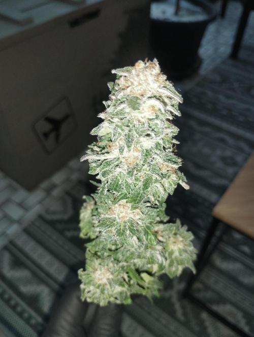 White Widow -Kera Seeds. Week 16