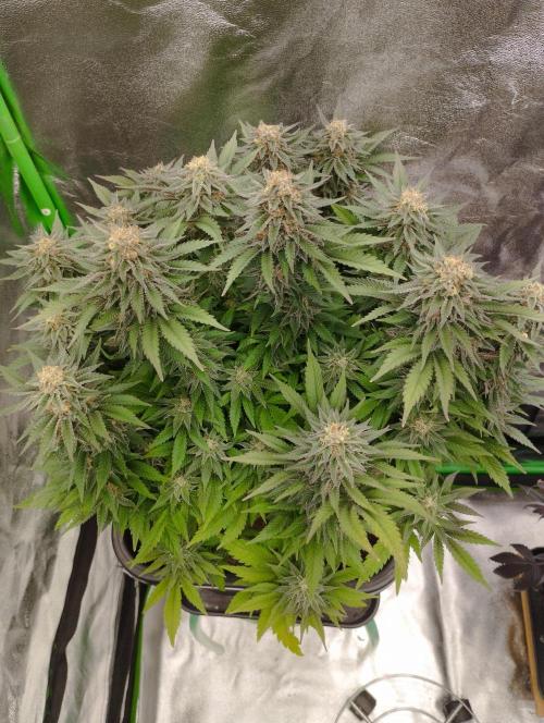 White Widow. Week 16