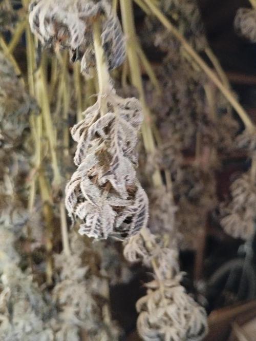A1 (tester) - Dutch Passion. Week 16