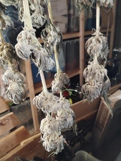 A1 (tester) - Dutch Passion. Week 16