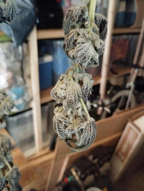 A1 (tester) - Dutch Passion. Week 16