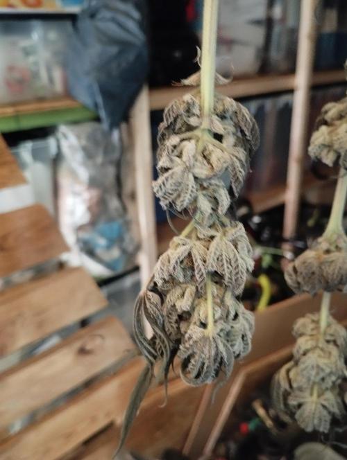 A1 (tester) - Dutch Passion. Week 16