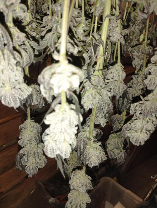 A1 (tester) - Dutch Passion. Week 16
