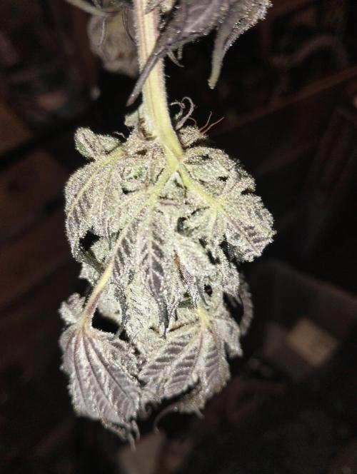 A1 (tester) - Dutch Passion. Week 16
