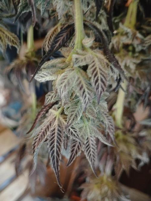 A1 (tester) - Dutch Passion. Week 16