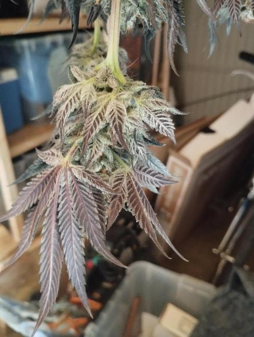 A1 (tester) - Dutch Passion. Week 16