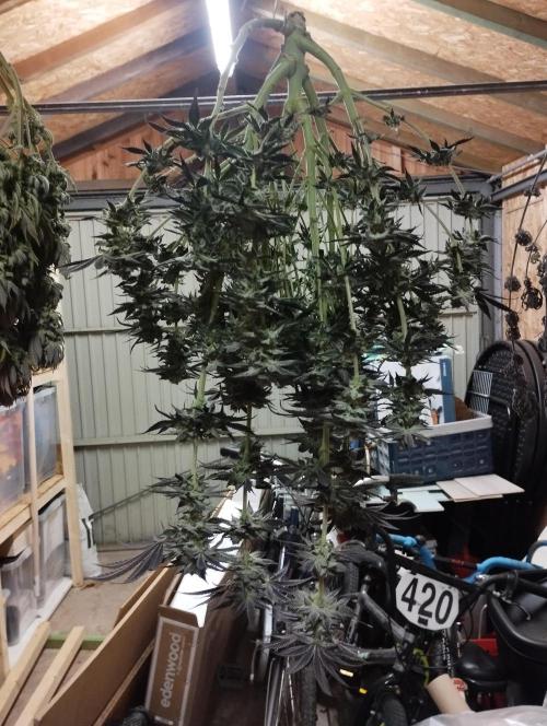 A1 (tester) - Dutch Passion. Week 16