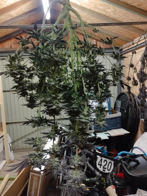 A1 (tester) - Dutch Passion. Week 16