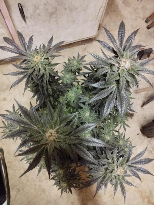 A1 (tester) - Dutch Passion. Week 16