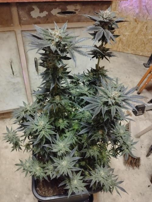 A1 (tester) - Dutch Passion. Week 16