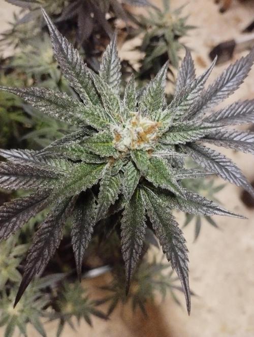 A1 (tester) - Dutch Passion. Week 16
