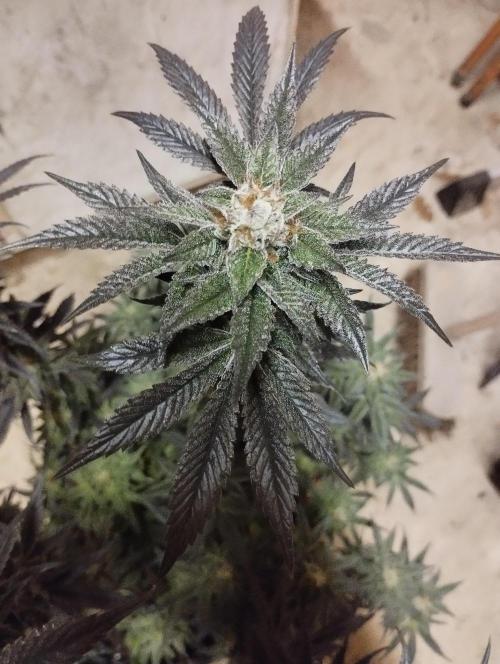 A1 (tester) - Dutch Passion. Week 16