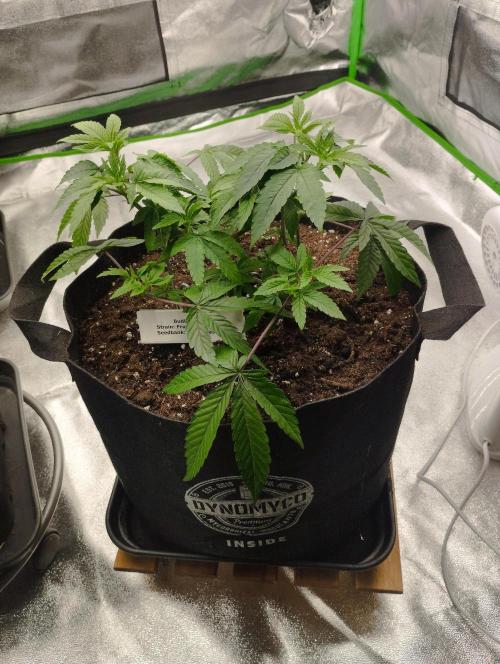 FBP - Dutch Passion. Week 9