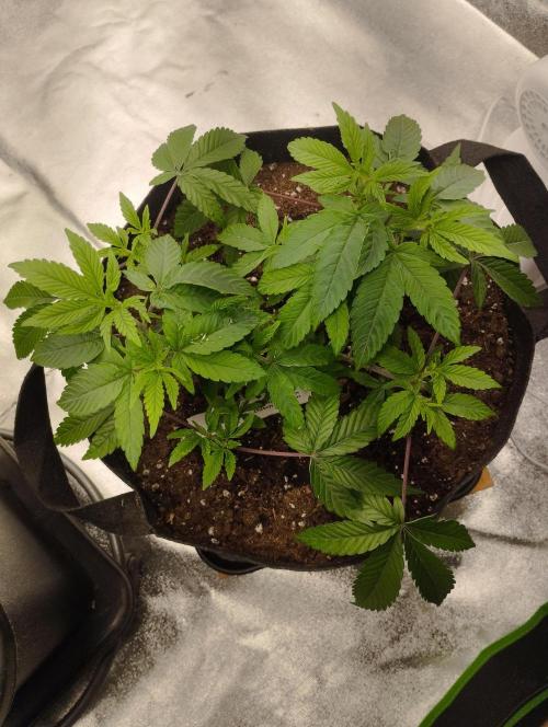 FBP - Dutch Passion. Week 9