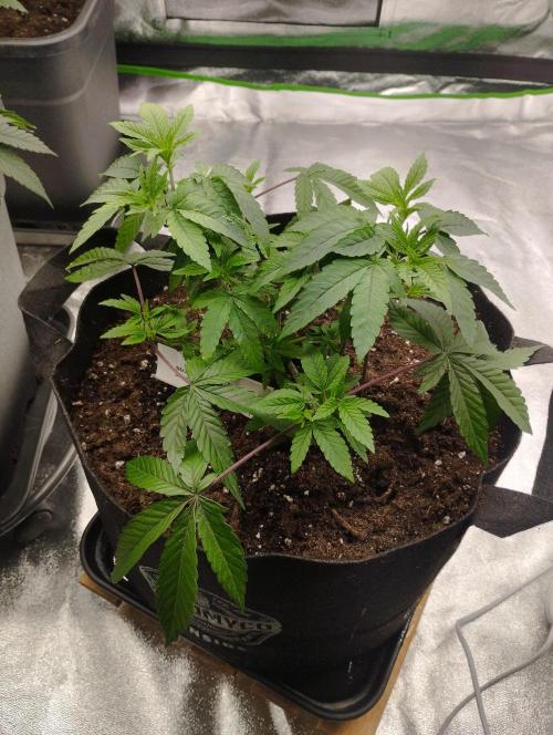 FBP - Dutch Passion. Week 9