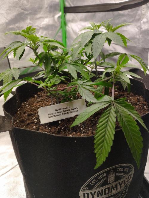 FBP - Dutch Passion. Week 9