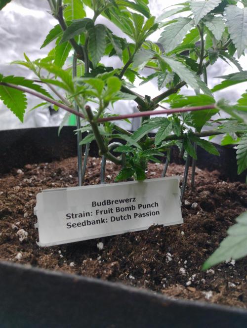 FBP - Dutch Passion. Week 9