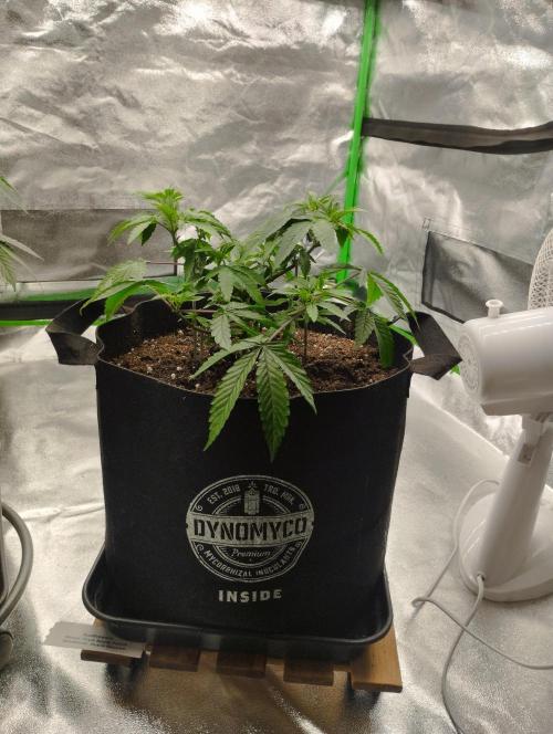 FBP - Dutch Passion. Week 9