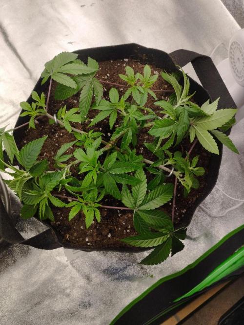 FBP - Dutch Passion. Week 9