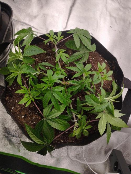 FBP - Dutch Passion. Week 9