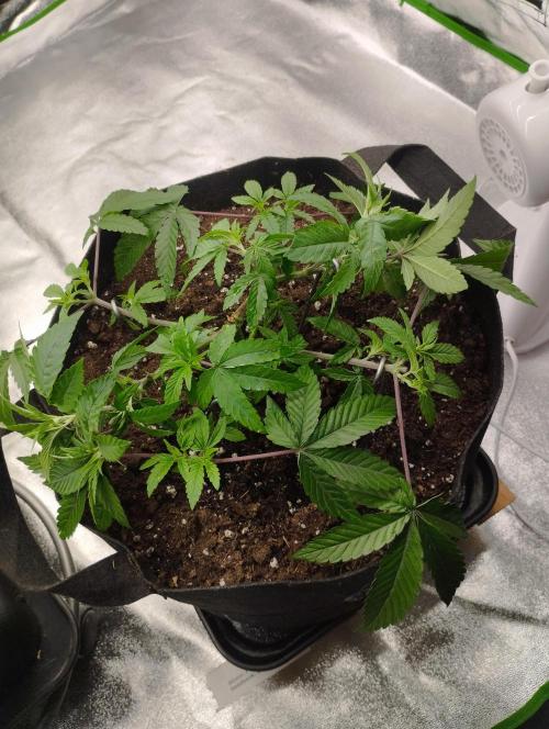 FBP - Dutch Passion. Week 9