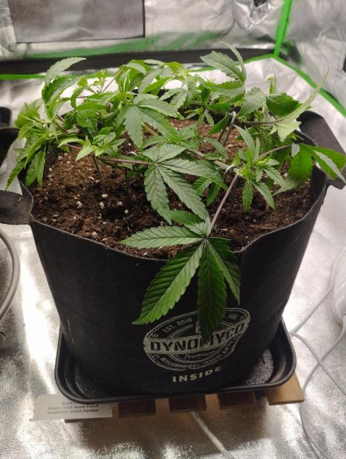 FBP - Dutch Passion. Week 9