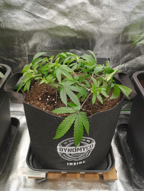 FBP - Dutch Passion. Week 9