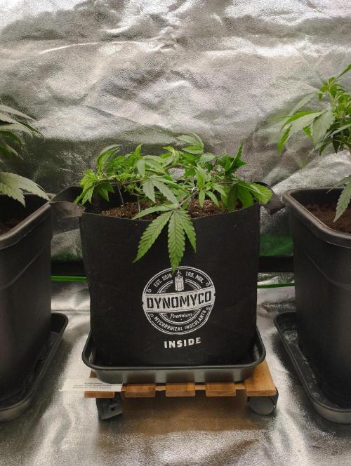 FBP - Dutch Passion. Week 9