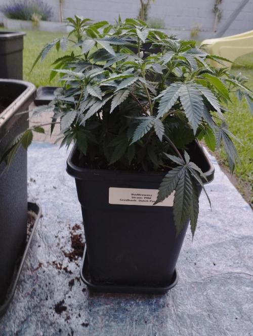 PMK (tester) - Dutch Passion. Week 12