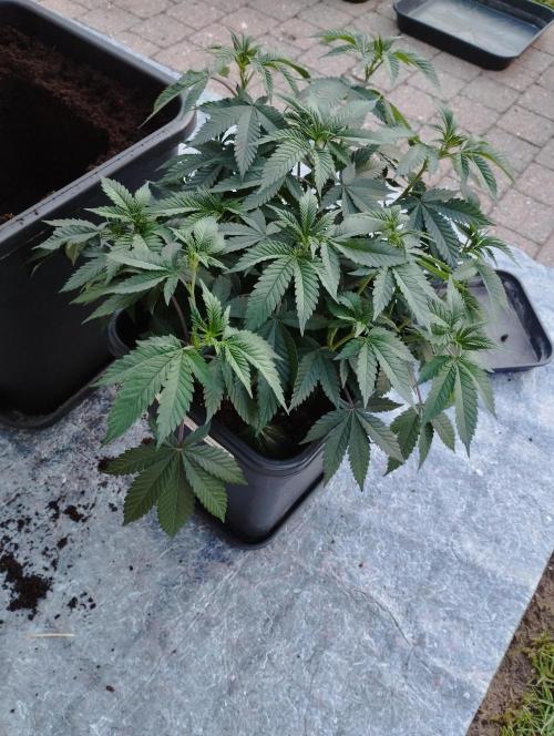 PMK (tester) - Dutch Passion. Week 12