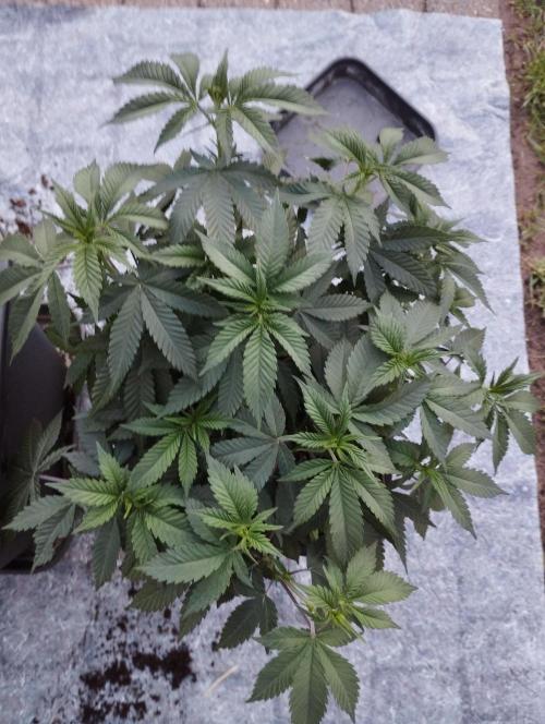 PMK (tester) - Dutch Passion. Week 12