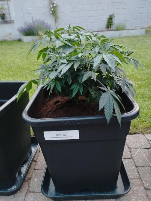 PMK (tester) - Dutch Passion. Week 12