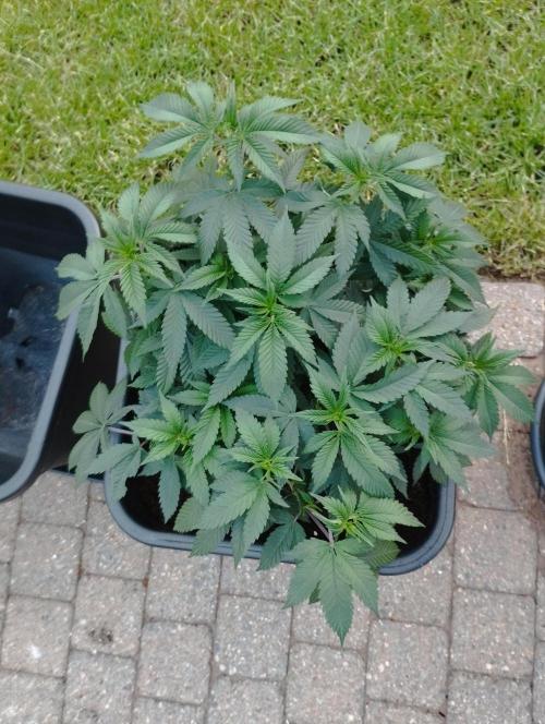 PMK (tester) - Dutch Passion. Week 12