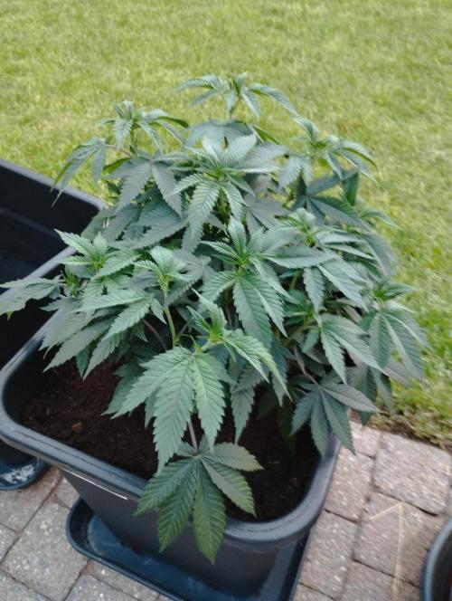 PMK (tester) - Dutch Passion. Week 12